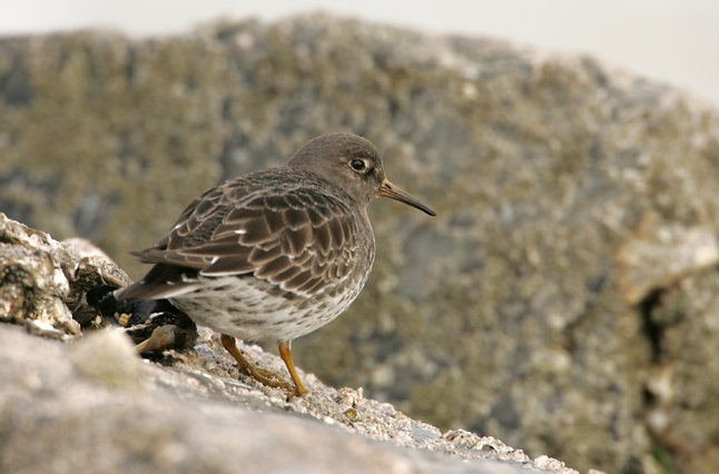 Calidris maritima Brunnich, 1764 Calidris maritima Brunnich, 1764