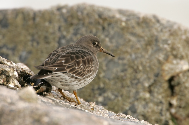 Calidris maritima Brunnich, 1764