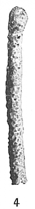 Hyperammina elongata Hyperammina elongata