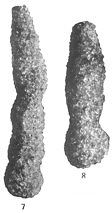 Hyperammina subnodosa Hyperammina subnodosa