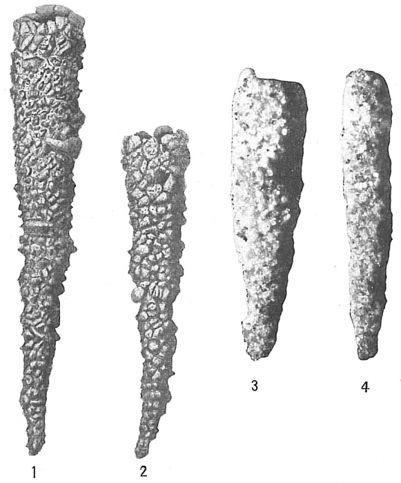 Jaculella acuta