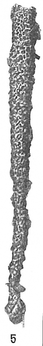 Jaculella obtusa