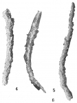 Marsipella cylindrica