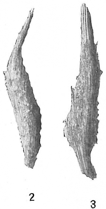 Marsipella elongata Marsipella elongata