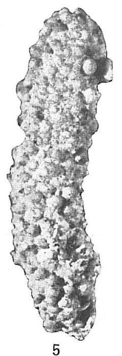 Pelosina cylindrica Pelosina cylindrica