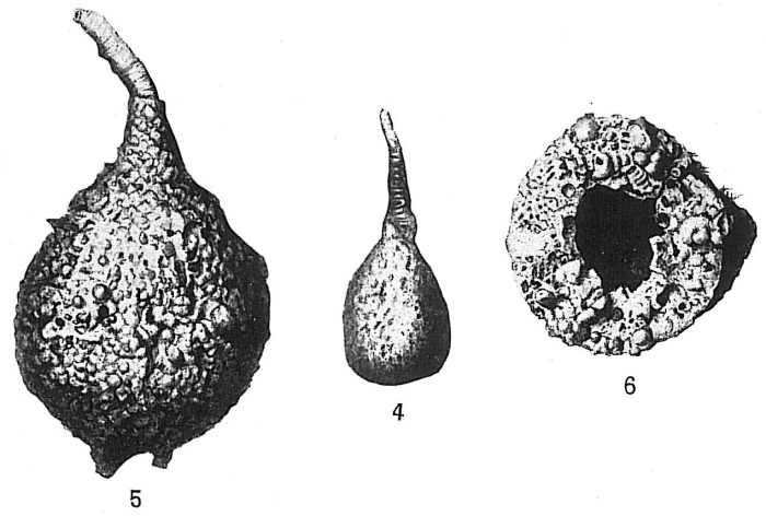 Pelosina rotundata