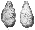 Chromista - Foraminifera (foraminifers)