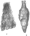 Chromista - Foraminifera (foraminifers)