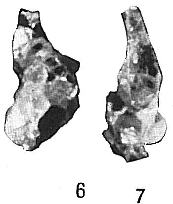 Proteonina micacea Proteonina micacea