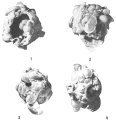 Chromista - Foraminifera (foraminifers)