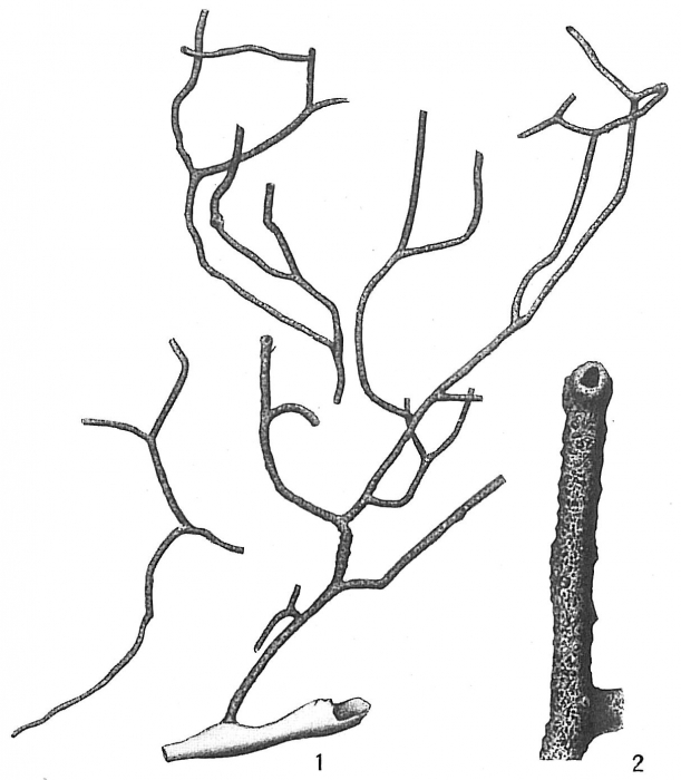 Psammatodendron arborescens Psammatodendron arborescens