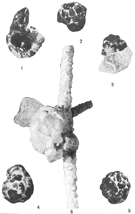 Psammosphaera fusca