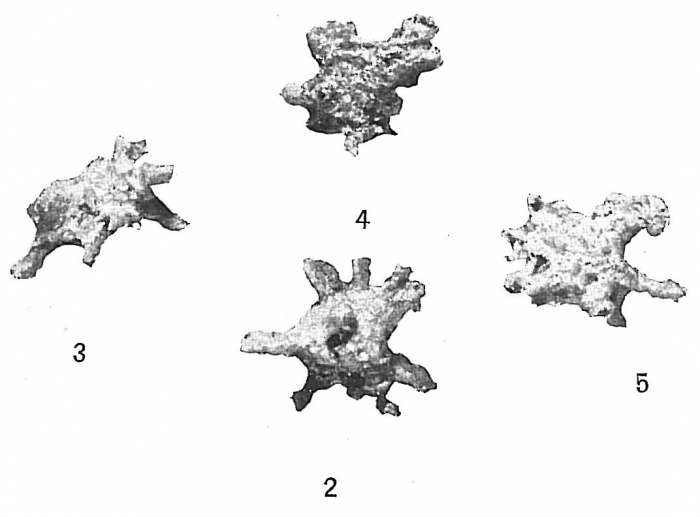 Rhabdammina cornuta