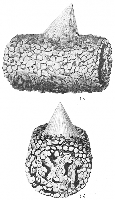 Rhaphidoscene conica