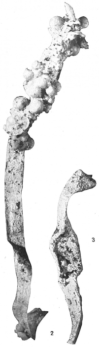 Rhizammina algaeformis Rhizammina algaeformis
