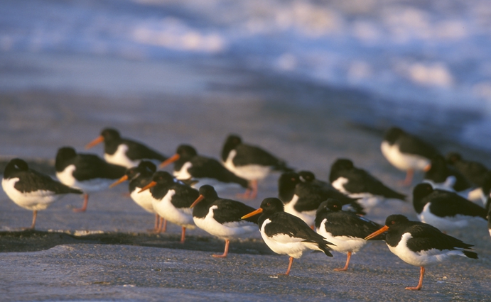 Haematopus ostralegus Linnaeus, 1758 Haematopus ostralegus Linnaeus, 1758