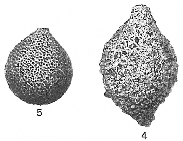 Saccammina sphaerica Saccammina sphaerica