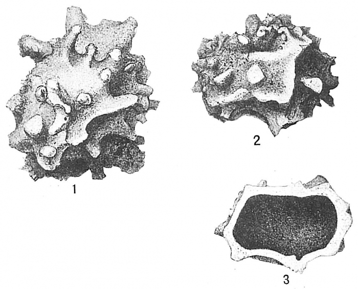 Storthosphaera albida Storthosphaera albida