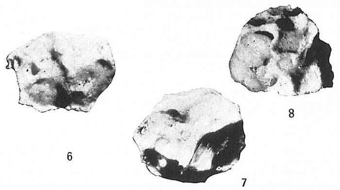 Storthosphaera albida Storthosphaera albida