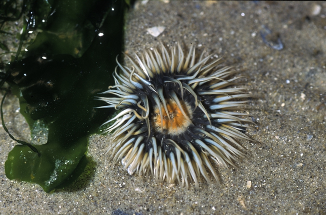 Sagartia troglodytes (Price in Johnston, 1847) Sagartia troglodytes (Price in Johnston, 1847)