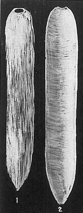 Technitella legumen Technitella legumen