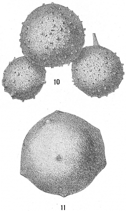Thurammina papillata Thurammina papillata