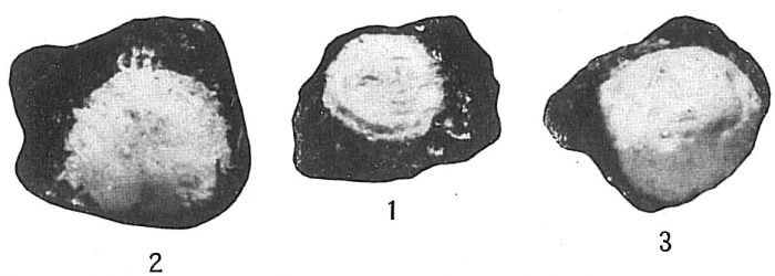 Webbinella hemisphaerica