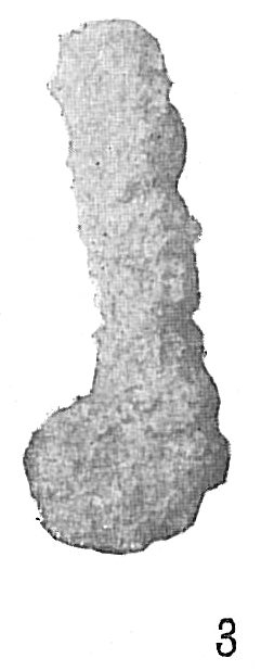 Ammobaculites agglutinans Ammobaculites agglutinans