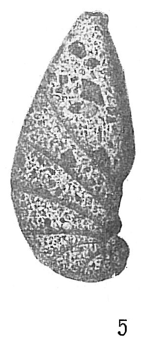 Ammobaculites cassis Ammobaculites cassis