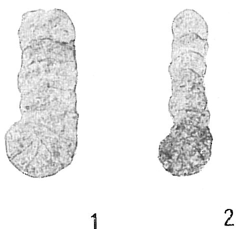 Ammobaculites foliaceus Ammobaculites foliaceus