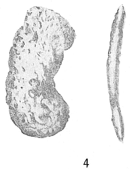Ammobaculites pseudospirale Ammobaculites pseudospirale