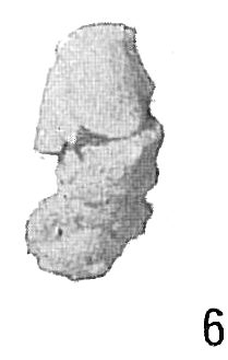 Ammobaculites reophaciformis Ammobaculites reophaciformis