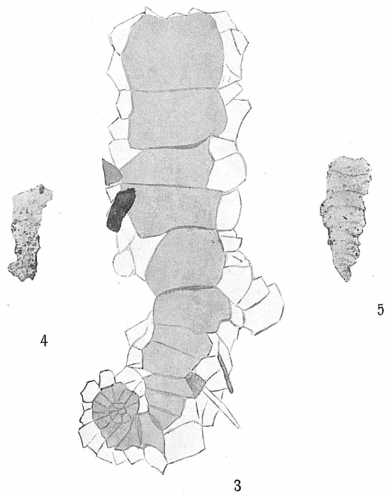 Ammobaculites tenuimargo