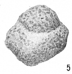 Ammosphaeroidina sphaeroidiniformis