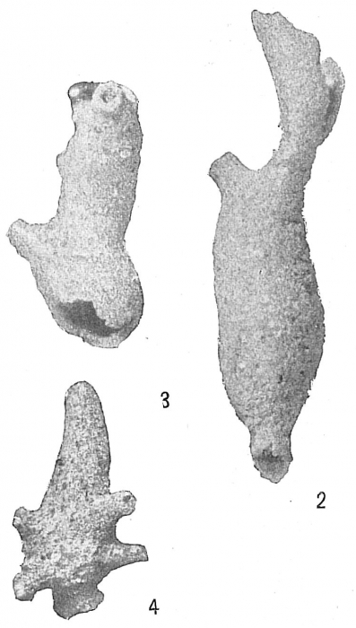 Aschemonella catenata Aschemonella catenata