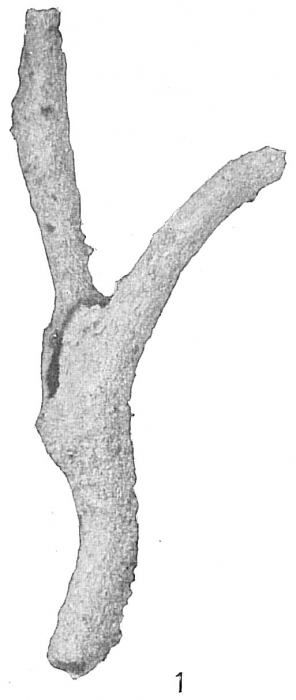 Aschemonella ramuliformis Aschemonella ramuliformis