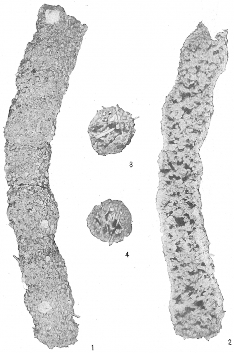 Botellina labyrinthica