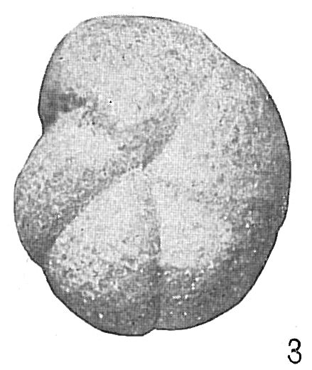 Cribrostomoides bradyi Cribrostomoides bradyi