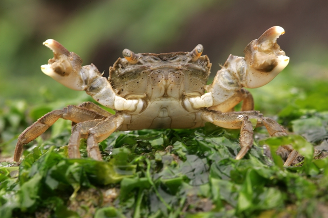 Hemigrapsus takanoi