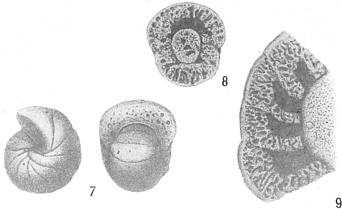 Cyclammina orbicularis Cyclammina orbicularis