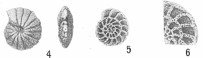 Cyclammina pusilla Cyclammina pusilla