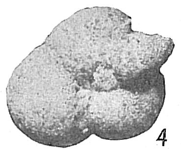 Globotextularia anceps Globotextularia anceps