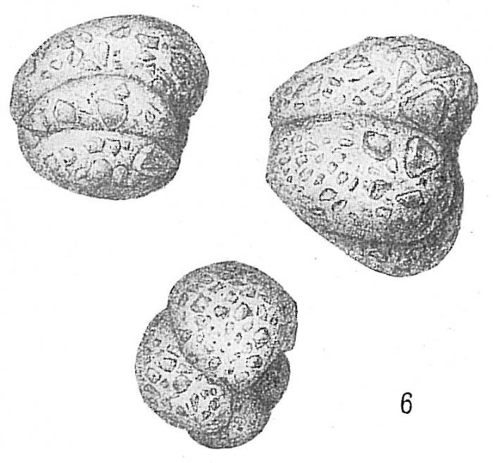 Haplophragmoides glomeratum Haplophragmoides glomeratum