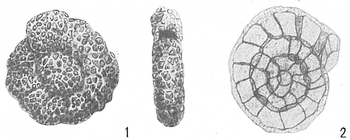 Haplophragmoides runianum
