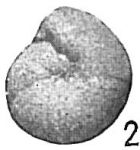 Haplophragmoides scitulum