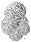 Haplophragmoides sphaeriloculum