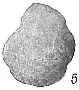 Haplophragmoides subglobosum Haplophragmoides subglobosum