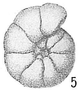 Haplophragmoides trullissata