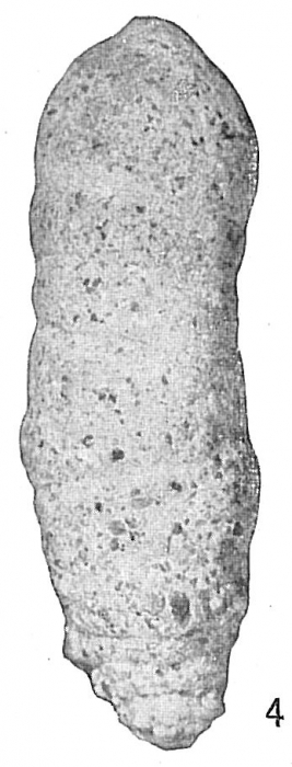 Haplostiche dubia var. intermedia Haplostiche dubia var. intermedia