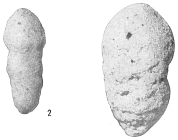 Haplostiche dubia